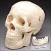 This economical life-size adult plastic skull is ideal for students studying for tests * It clearly shows suture lines and features a movable jaw cut calvarium and 3 removable lower teeth - incisor cuspid and molar * Dissects into 3 parts * Size: Size: 5 w x 8-1/2 h x 6 d. Weight: 3 lbs * Shipping Carton Size: 14 L x 12 W x 8 H