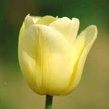 Triump Tulip Bulb Golden Parade - 10 Pack