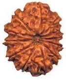 Crafts Paradise Twelve Mukhi / 12 Mukhi / 12 Face / Twelve Face Rudraksha Beads - Nepal