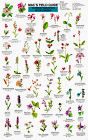 Books : Mac's Field Guide to Rocky Mountain Wildflowers (Mac's Field Guide)
