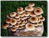 The Pioppino Mushroom Patch - Indoor / Outdoor Mushroom Growing Kit - Grow Your Own Edible Mushrooms & Fungi. Easy & Fun Mush Room Growing Kit - Grow Piopino Mushrooms for Cooking Ingredients. Great Gift Idea for a Cook.
