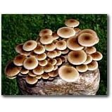 The Pioppino Mushroom Patch - Indoor / Outdoor Mushroom Growing Kit - Grow Your Own Edible Mushrooms & Fungi. Easy & Fun Mush Room Growing Kit - Grow Piopino Mushrooms for Cooking Ingredients. Great Gift Idea for a Cook.