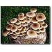 The Pioppino Mushroom Patch - Indoor / Outdoor Mushroom Growing Kit - Grow Your Own Edible Mushrooms & Fungi. Easy & Fun Mush Room Growing Kit - Grow Piopino Mushrooms for Cooking Ingredients. Great Gift Idea for a Cook.