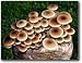 The Pioppino Mushroom Garden Patch- Indoor/Outdoor Mushroom Growing Kit - Grow Edible Mushrooms & Fungi. Easy & Fun Mush Room Grow Kits