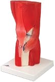 3B Knee Muscled Knee Joint Model