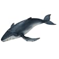 Humpback Whale Calf, Schleich, Scale 1/32