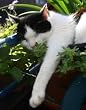 Catnip Seeds 200+ Catmint Cats and Kitties Love It By Hinterland Trading