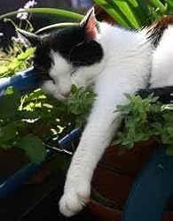 Catnip Seeds 200+ Catmint Cats and Kitties Love It By Hinterland Trading