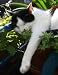 Catnip Seeds 200+ Catmint Cats and Kitties Love It By Hinterland Trading