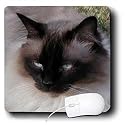 Cats - Siamese Cat - Mouse Pads