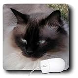 Cats - Siamese Cat - Mouse Pads