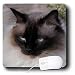   - Cats - Siamese Cat - Mouse Pads