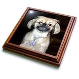 Dogs Pekingese - Pekingese - Trivets