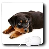 Dogs Rottweiler - Rottweiler puppy - Mouse Pads