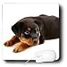 rottweiler13  - Dogs Rottweiler Rottweiler puppy Mouse Pads