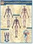 Circulatory System (Quickstudy: Academic)