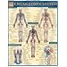 Circulatory System (Quickstudy: Academic)