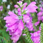 Obedient Plant (Physostegia virginiana) - Jumbo Wildflower Seed Packet