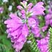 Obedient Plant (Physostegia virginiana) - Jumbo Wildflower Seed Packet