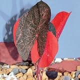 Lotus Plant - Red - 8 in.
