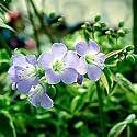 Jacob's Ladder Stairway to Heaven Polemonium