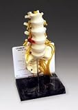 Basic Lumbar Vertebrae With Sacrum