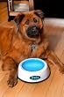 FROBO FB 1/24 Cooling Pet Bowl