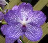 Vanda Sansai Blue 'Meechi' AM/AOS 1393H