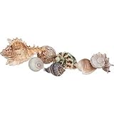 ZOO HERMIT GROWTH SHELL XL 1PK