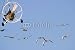Wallmonkeys Peel and Stick Wall Decals - Flying with Goose - Removable Graphic