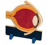 HUMAN BODY MODELS EYE