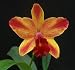 Miniature Cattleya Orchid with orange/red flowers (Slc Newberry Ruby)