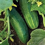Organic Straight Eight Cucumber 150 Seeds, 4g 31HeaSfIyoL. SL160 Organic Straight Eight Cucumber 150 Seeds, 4g