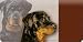   - Personal Checkbook Covers: Rottweiler Checkbook Cover