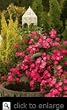 Pink Supreme Floral Carpet Rose Two Gallon by Monrovia Growers
