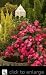 Pink Supreme Floral Carpet Rose Two Gallon by Monrovia Growers