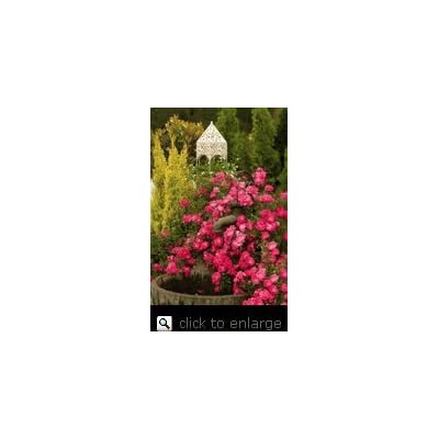Floral Carpet Pink Supreme Rose Bush pink supreme rose bush floral Carpet