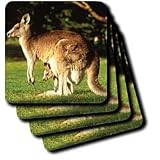 Wild animals - Kangaroo - Coasters