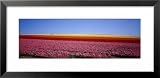 Field of Flowers, Near Encinitas, California, USA Photography Framed Art Poster Print by Panoramic Images, 31x15