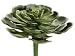 5 Hen and Chicks Pick Green (Pack of 12)