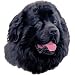 Personalized Newfoundland Dog Breed Products