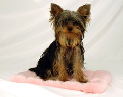 Pink Dog Carrier Blanket with Panne