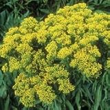 Ohio Goldenrod (Solidago ohioensis) - Jumbo Wildflower Seed Packet