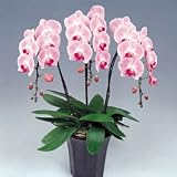 �y��ꉀ�|�z�Ӓ��� �s���N 3�{����