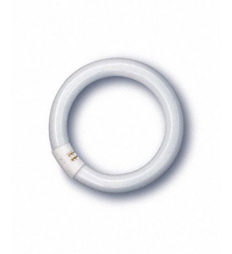 Childrens Toyshop  PC Hardware : Osram GmbH L-Lampe Ringform L22W/640C d=29mm ST