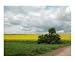Wheatgrass and rapeseed field at the Biosphere Reserve Rhön, Germany, in May 2006 Scenic Photographic Poster Print by Bel Phos, 20x16