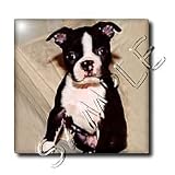 Dogs Boston Terrier - Boston Terrier - Tiles