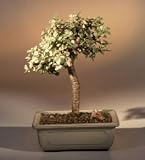 Baby Jade Medium Bonsai Tree - Variegated.(portulacaria afra variegata)