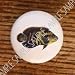 FISH OSCAR DRAWER PULLS KNOBS Image