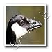 Canada Goose - Bird Photography - 10x10 Iron On Heat Transfer For White Material